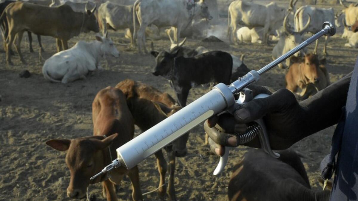 Community animal health workers assist the International Committee of the Red Cross (ICRC) as they vaccinate cattle at Kirgui village in Udier, South Sudan 
SIMON MAINA / AFP