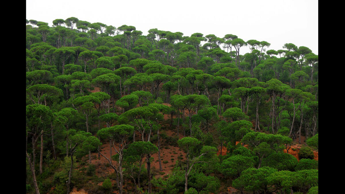bkassine lebanon forest