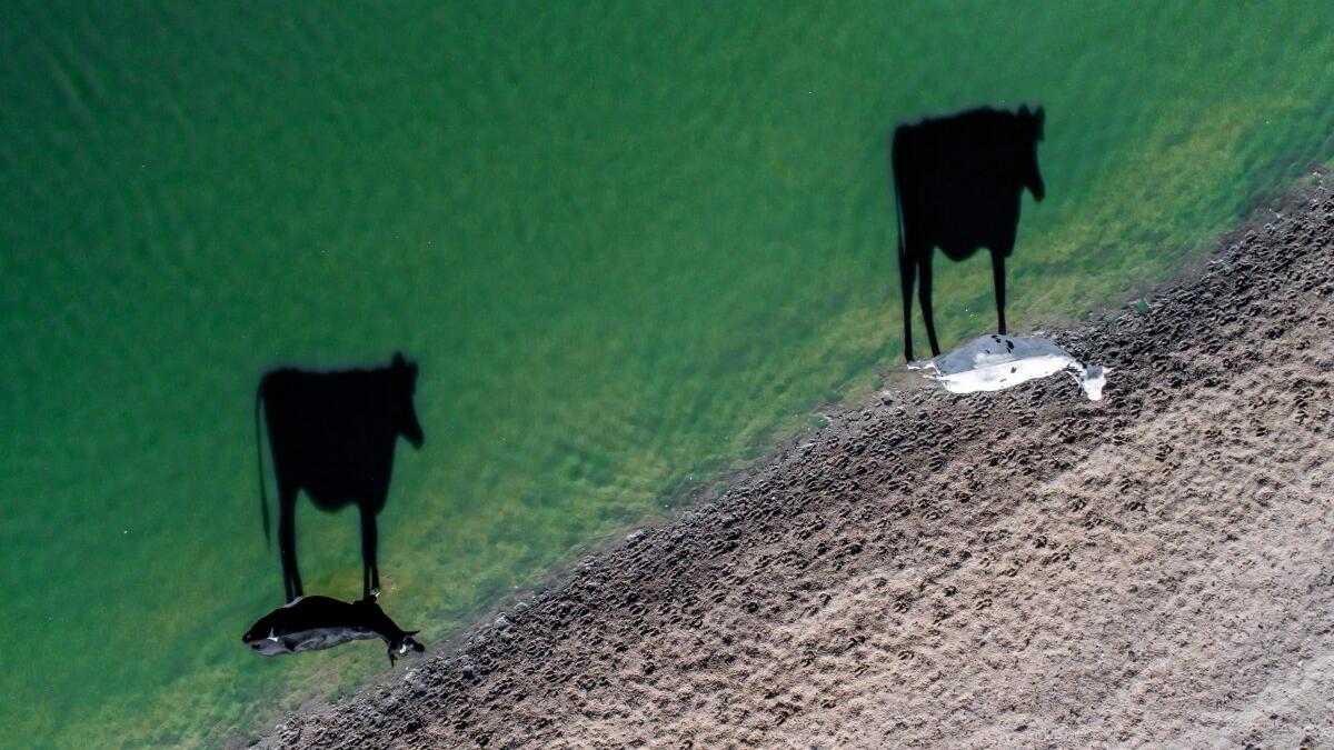 تمت مكافأة الصور التي حملت طابعًا إبداعيًا ومنها صورة بعنوان "Two moo" "خوار بقرتين" التقطت بواسطة لوك مكسيموبيل