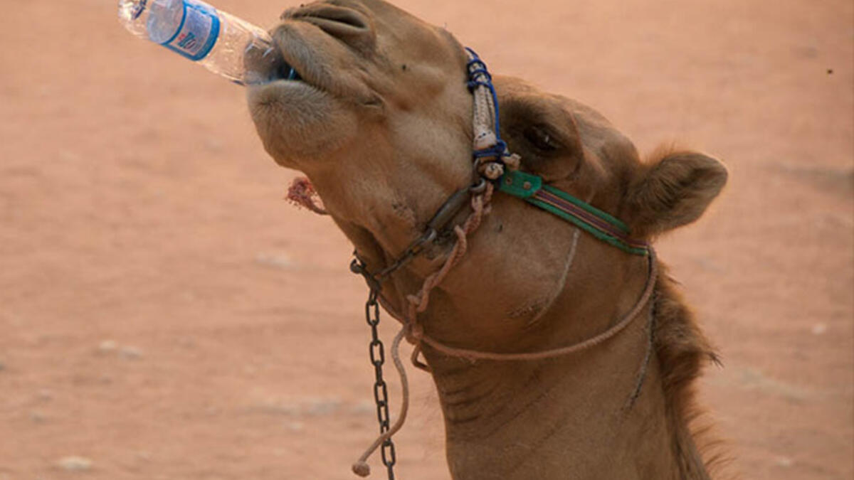 Start with the obvious - drink plenty of water. Tap water quality varies across the Middle East. It’s generally okay to gulp Gulf states’ brew (produced via pricey desalination), but more of a coin toss in less developed nations and rural villages. So stick to the bottles, and keep ‘em coming!