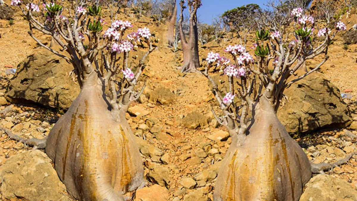 bottle trees