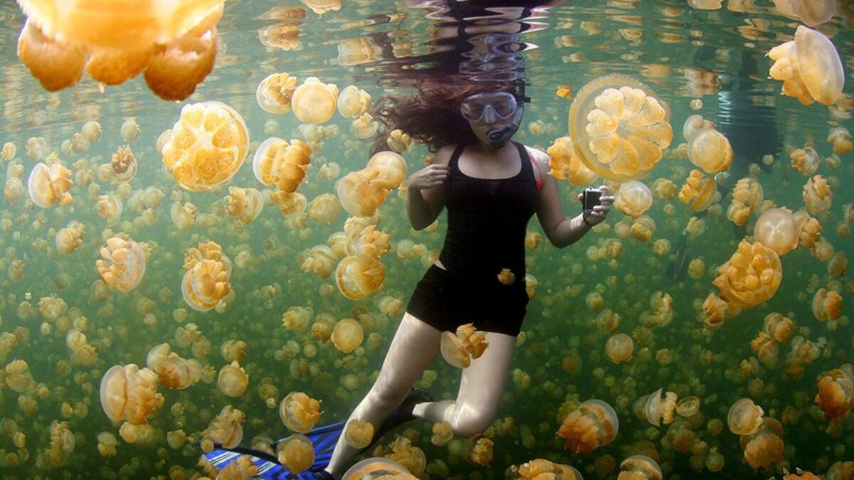 Swim With Millions Of Jellyfish in Palau: There’s a place on the island nation of Palau called Ongeim’l Tketau, or “Jellyfish Lake” where you can literally swim with millions of jellyfish. (nationalgeographic.com)