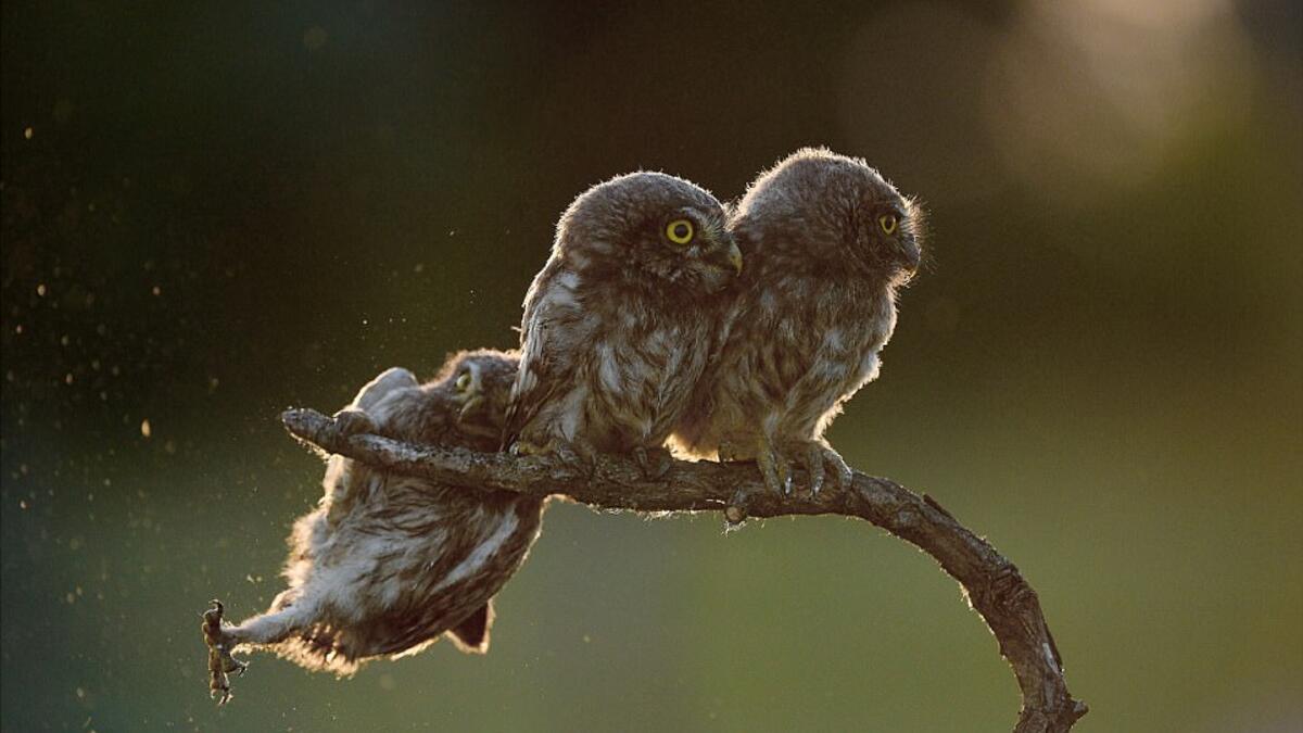 حصد المصور "تيبور كيرتز" جائزة مصور العام عن صورته لـ "بومة" تدافع عن حقها في المكان، فتحاول قدر الإمكان العودة إلى الغصن بين إخوتها، والتقطت الصورة في أوبوستاسر، بالمجر