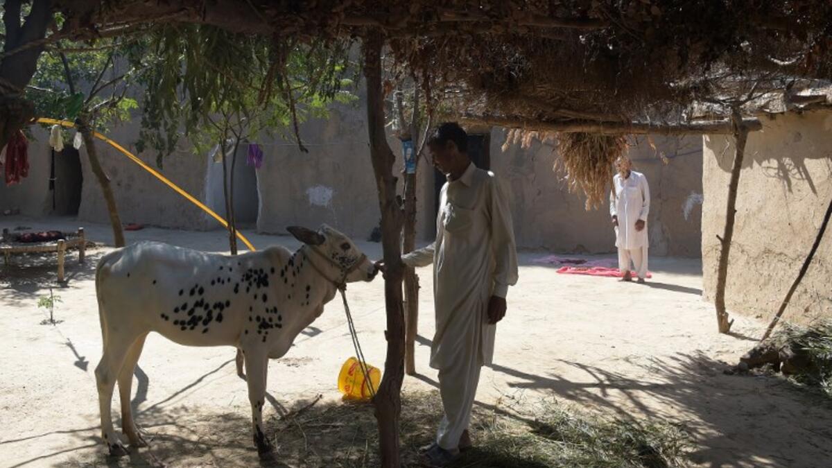 Pakistani villager Ameer Ullah Khan takes care of a cow outside his cave home in Nikko village.
AAMIR QURESHI / AFP