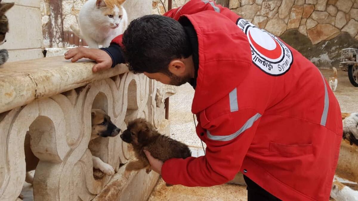 (Twitter/@theAleppoCatman)