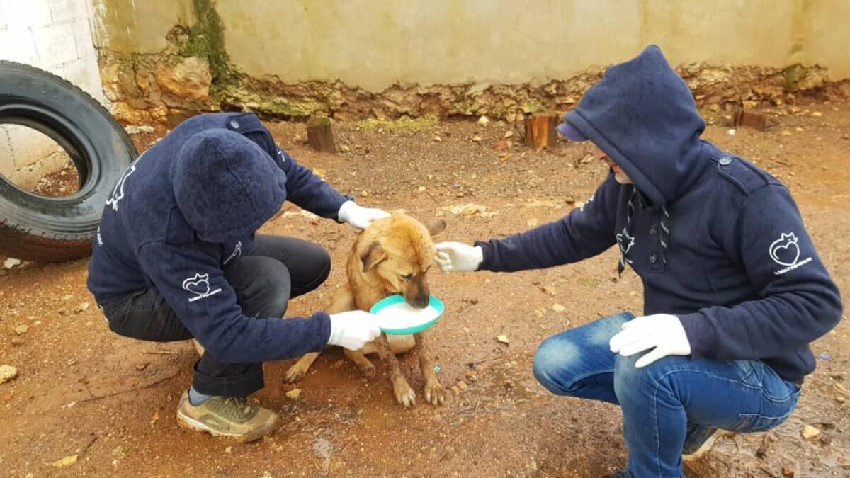 Mohammed Alaa al-Jaleel has created a shelter for all lost animals. (Twitter/@theAleppoCatman)