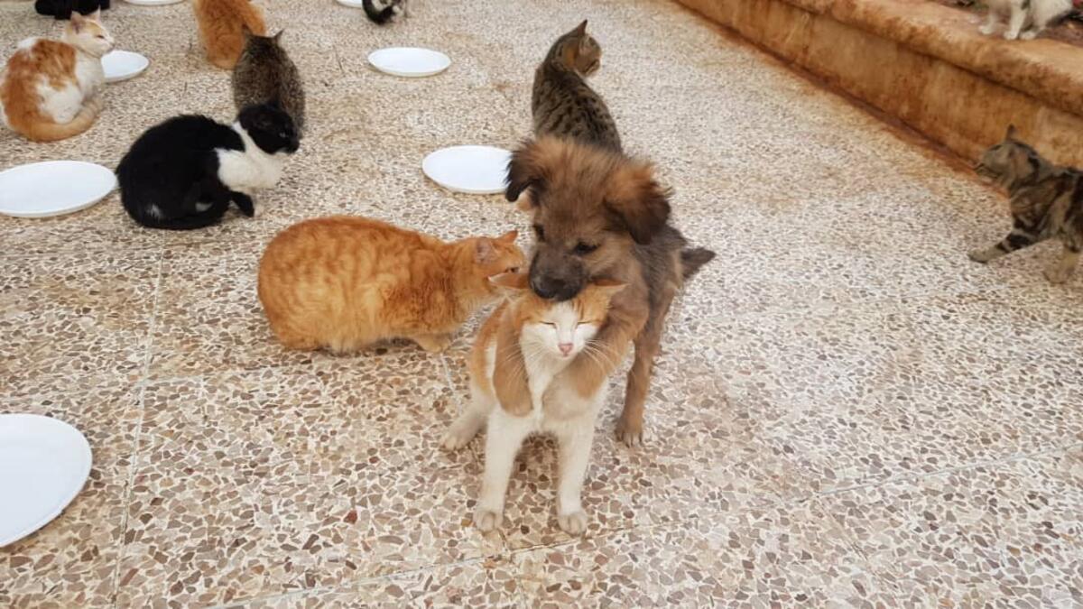 (Twitter/@theAleppoCatman)