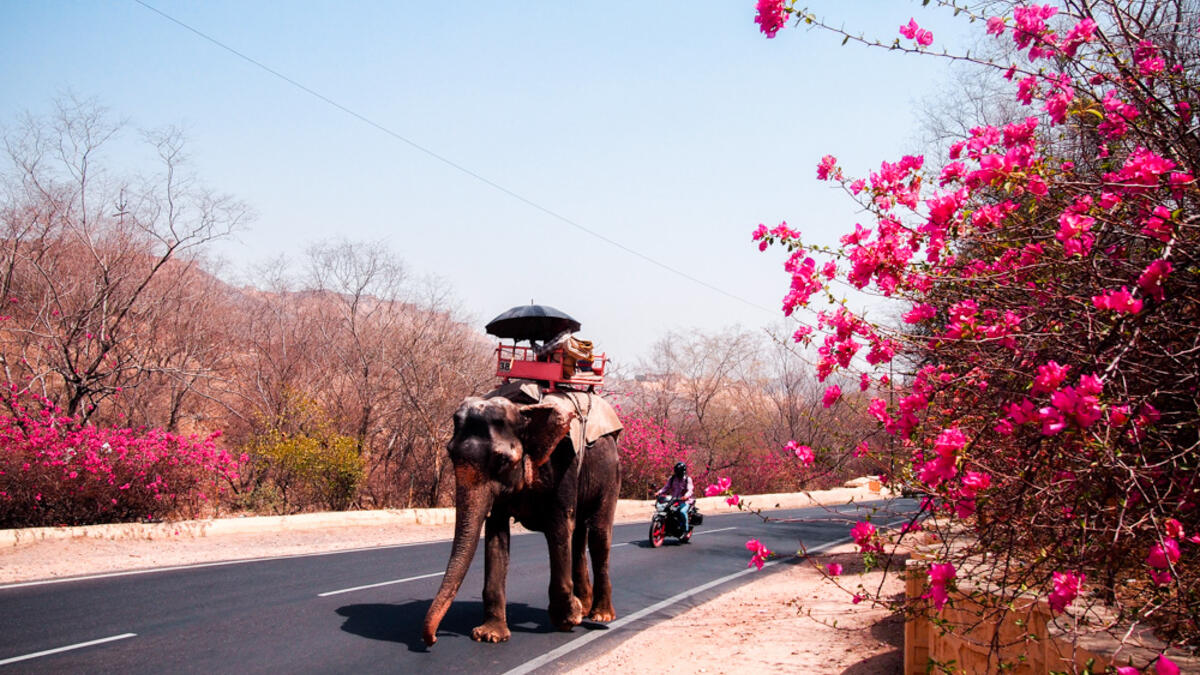Way to Pink City (meetyouatthebridge.n)