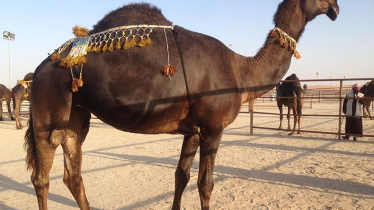 Who will be crowned Miss Camel 2015? The beauty with the longest eyelashes, the shiniest hair, and the biggest hump, of course! Camel beauty pageants draw thousands of wealthy Gulf families seeking fame and prestige. Priced at two to three million dollars, the world’s most beautiful camels make the world’s fastest camels look cheap.