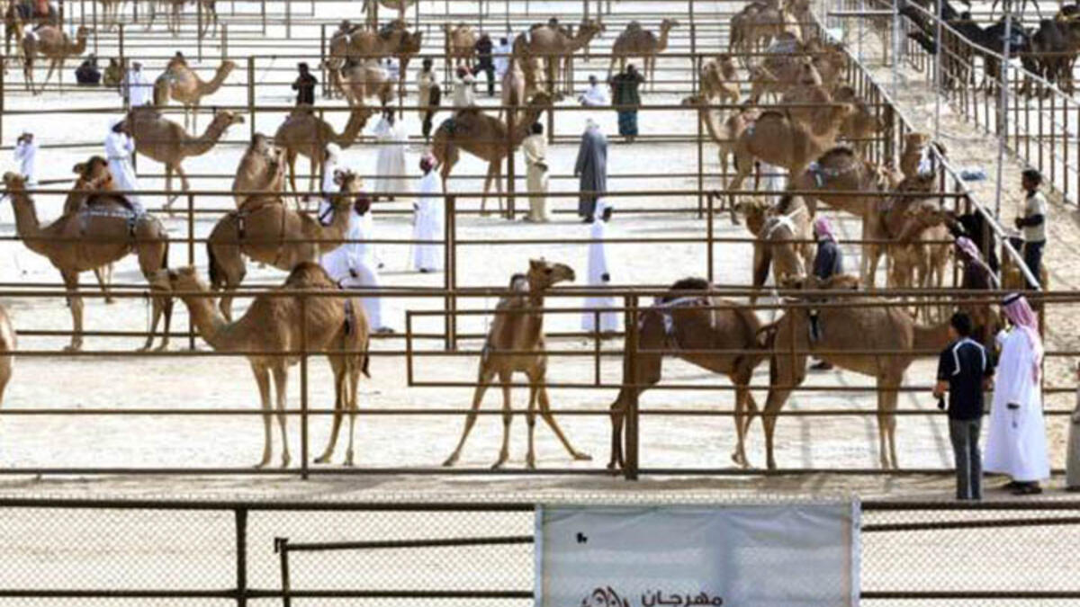 Each year, over 25,000 humped-divas stride across the Gulf to compete for a total of $10 million in prizes in the al-Dhafra festival in Abu Dhabi. The most coveted title is awarded to the owner of the finest 50-camel herd.