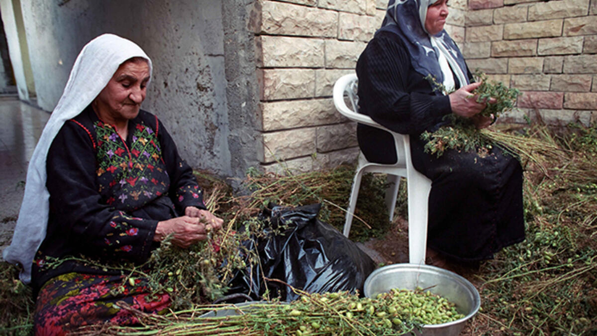 Beyond modern fashion designers, traditional embroidery still holds sway among elderly Palestinian grandmas and aunties. Here, two women wearing traditional dress help harvest hummus (chickpeas or garbanzo beans) at their home in Bethlehem. (Shutterstock/Ryan Rodrick Beiler)