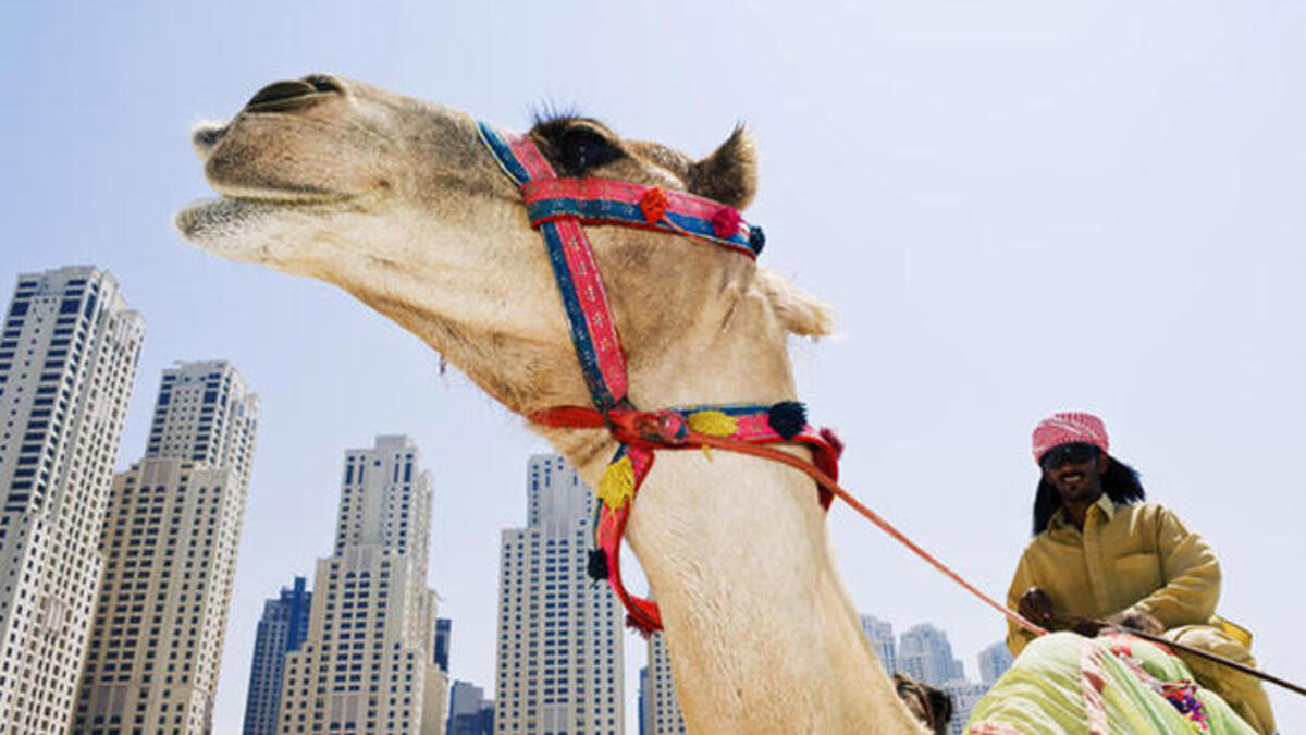 camel dubai