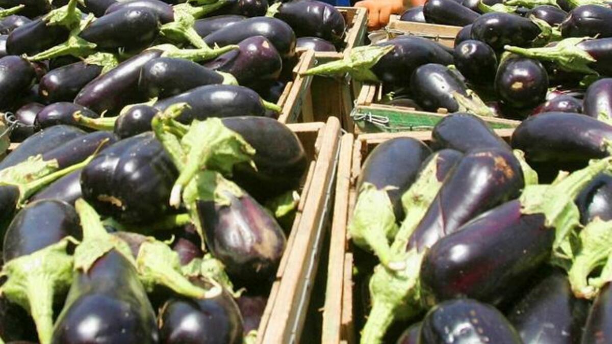 Eggplant (or aubergine) -- a likely prohibited member of the squash family, though the Arabian and 
Mediterranean popular veg did not get explicitly cited in the unnamed clerics taboo examples.