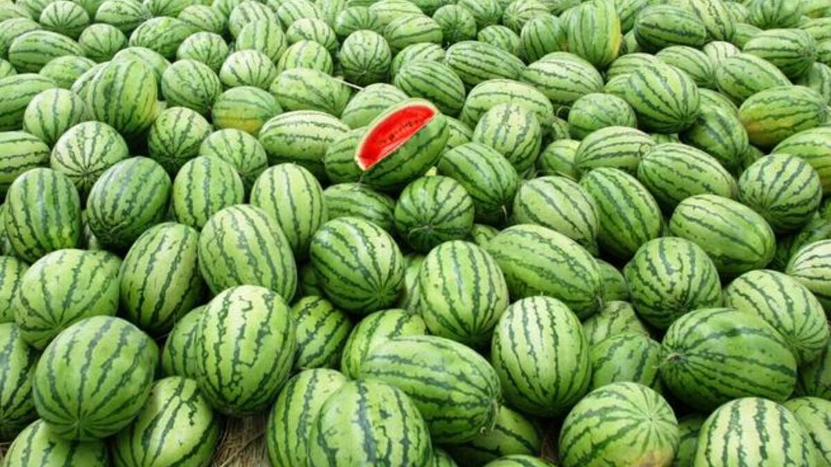 Watermelons—This cleric wouldn’t have a problem with women handling melons, presumably. Or coconuts for that matter.