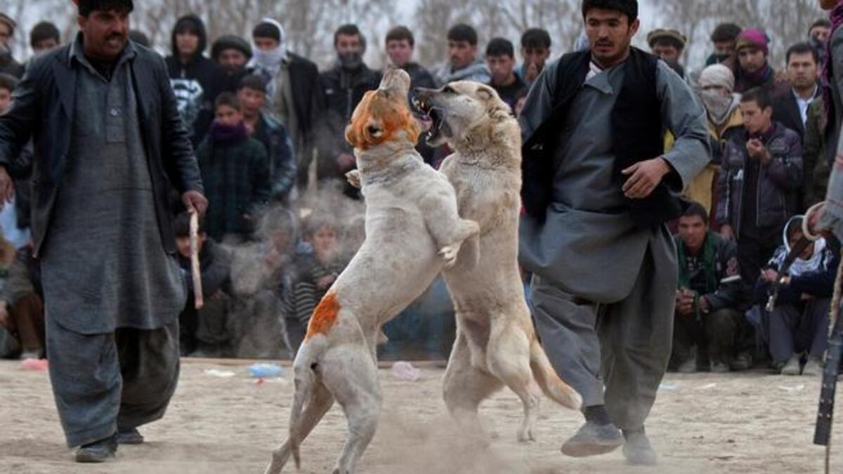 Afghan spectators watch as two fighting dogs attack each other during the weekly dog fights, Kabul, Afghanistan. Dogfighting was banned under the Taliban for being un-Islamic but it is now common practice.
