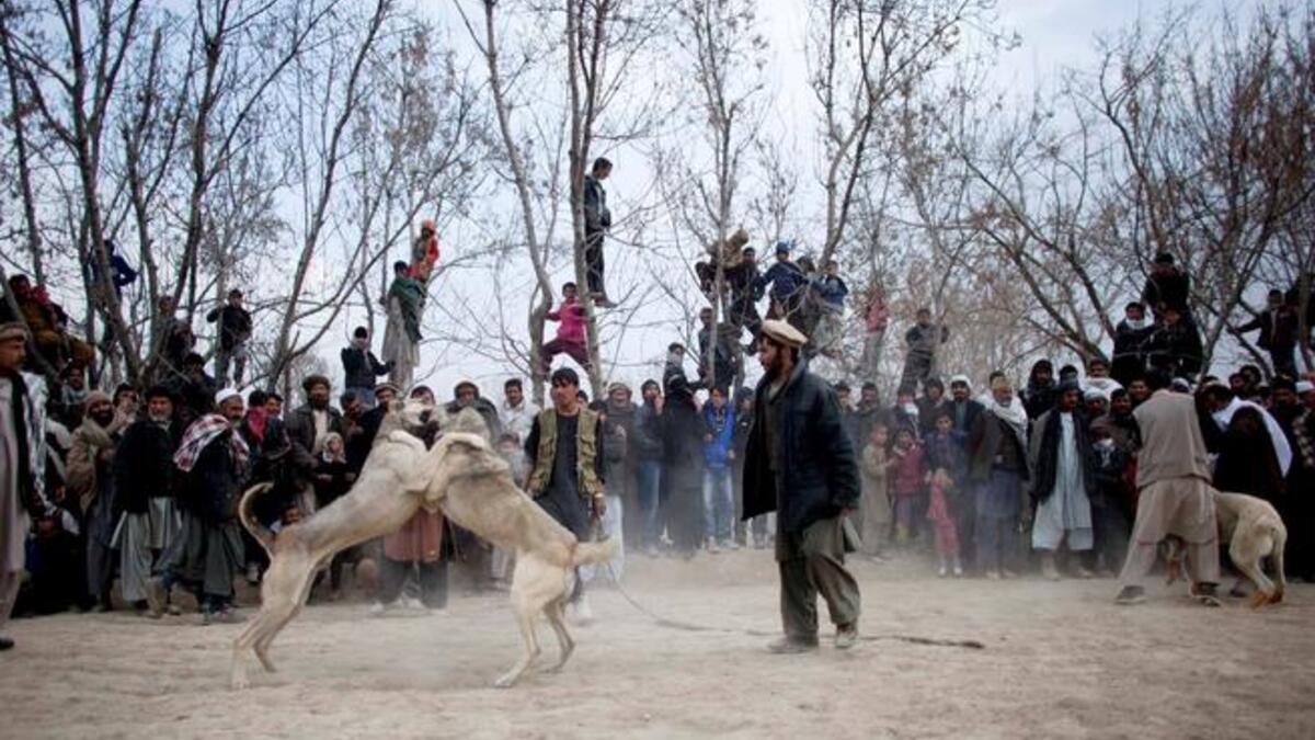 Dog fighting seems entertaining to some people.