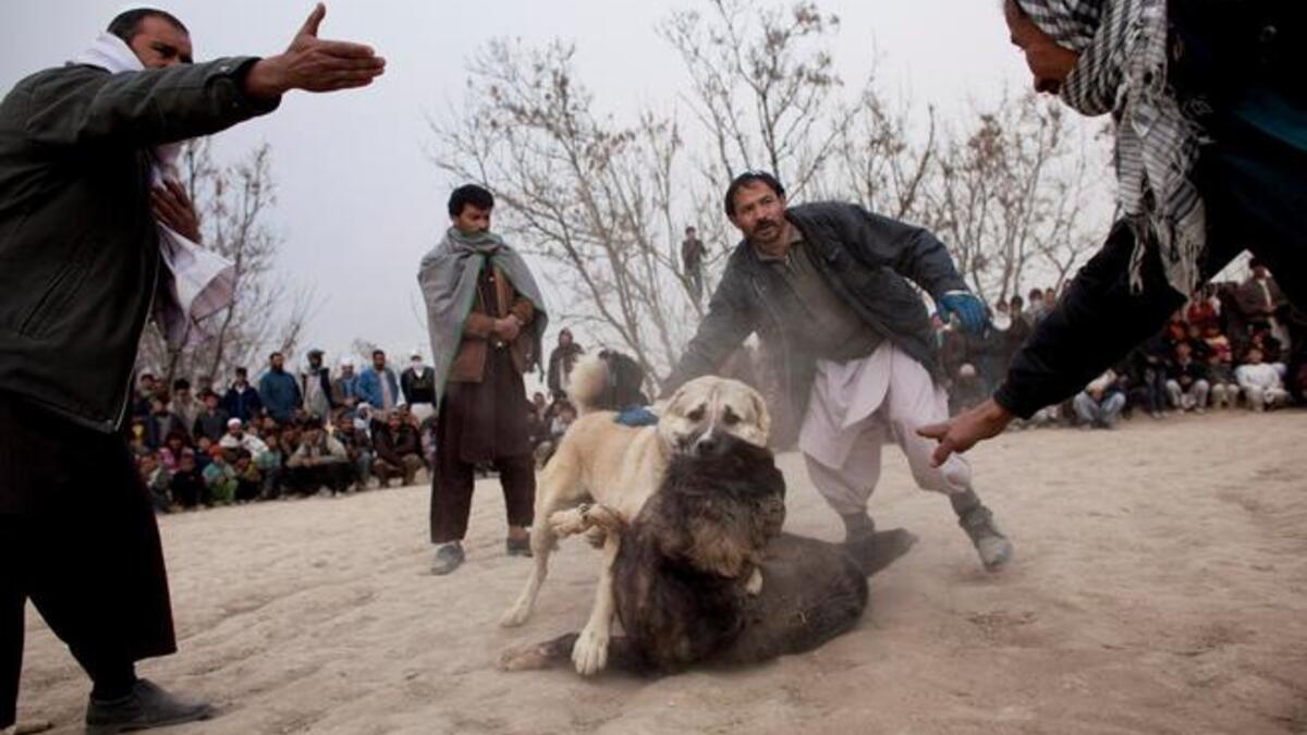 “Dogs are better than human beings because they know but do not tell.”  Emily Dickinson, 1830-1886