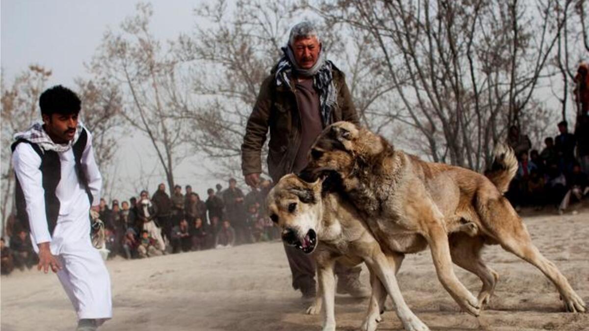 Full absence of animal rights organizations, due to the presence of terrorism?