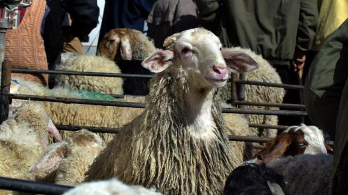 A symbolic sacrifice called a Qurbani should be made at this point. If the pilgrim intends to sacrifice an animal, 
whereby usually a lamb or sheep is slaughtered and the meat distributed among the poor, they do so after casting stones
when they have technically all but fulfilled their hajj requirements.