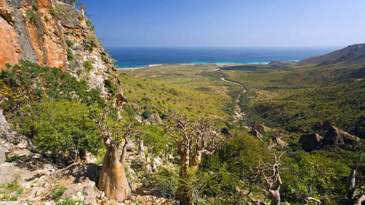 Socotra Island Yemen
