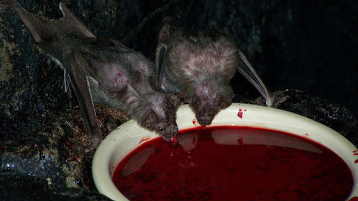 Bat blood