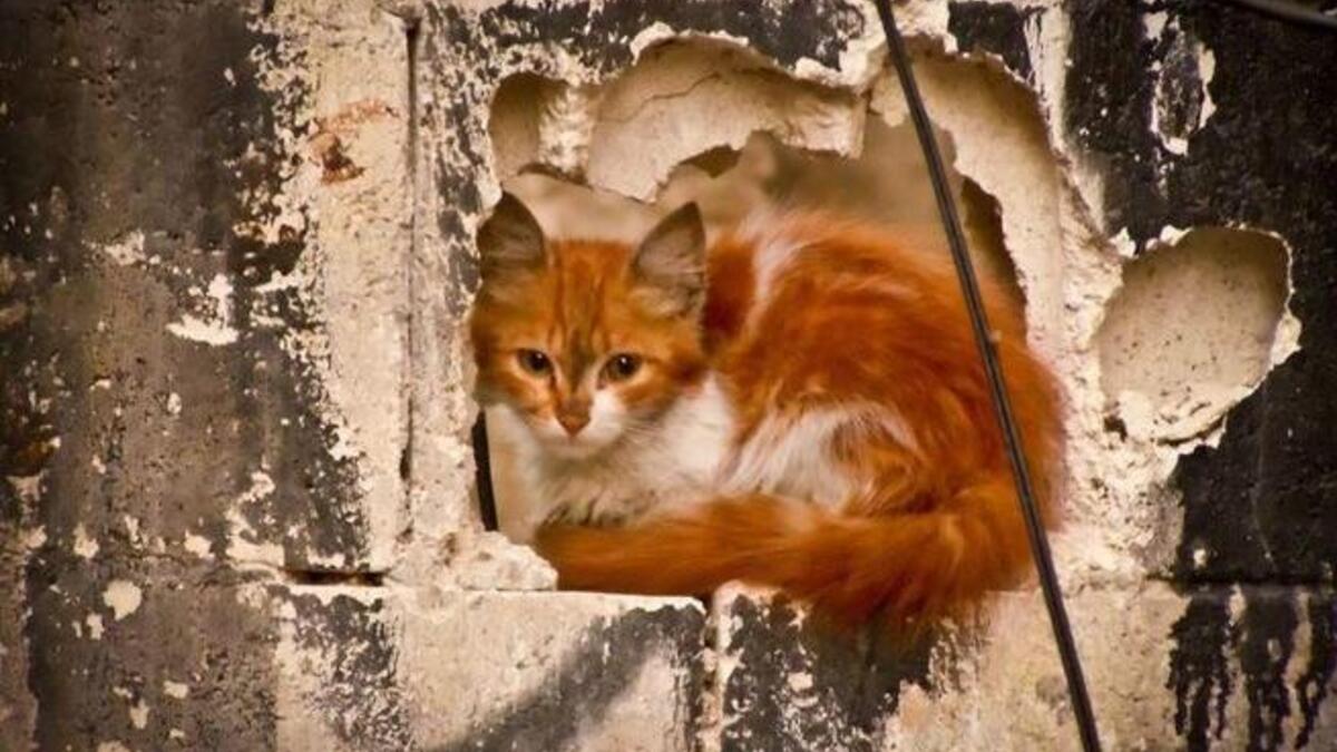syria destruction cat weapon