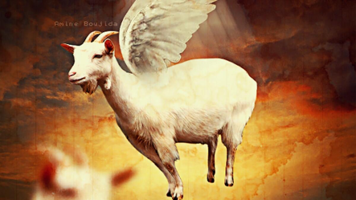 العنزة الداشرة ما بلحقها الا التيس الهامل