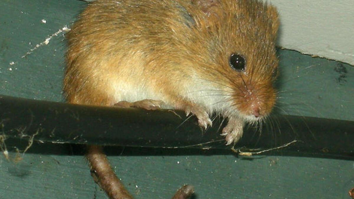 Name-calling to his people: Rats,cockroaches! Protestors are “drug-fuelled mice”. Earlier he said he was one of the people. Libya does not have a President or King. Libya is a state of the masses.(Those same cockroaches or drug-fuelled mice- Lab-rats? -ed.)