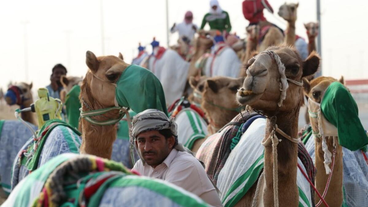 Camels are seen before a race during al-Marmoom Heritage Festival at the al-Marmoom Camel Racetrack on April 7, 2017 in Dubai.
KARIM SAHIB / AFP