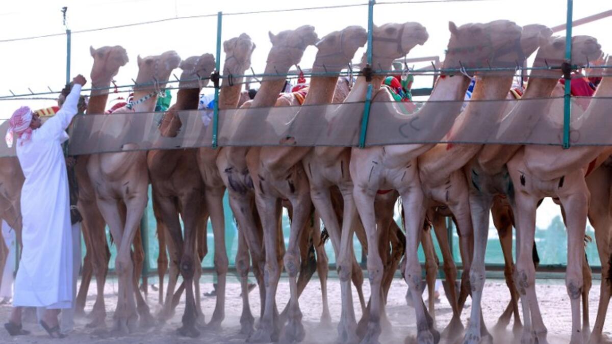 Camels stand at the starting line ahead of a camel race held in Kabad, southwest of Kuwait City on October 15, 2016.
Yasser Al-Zayyat / AFP