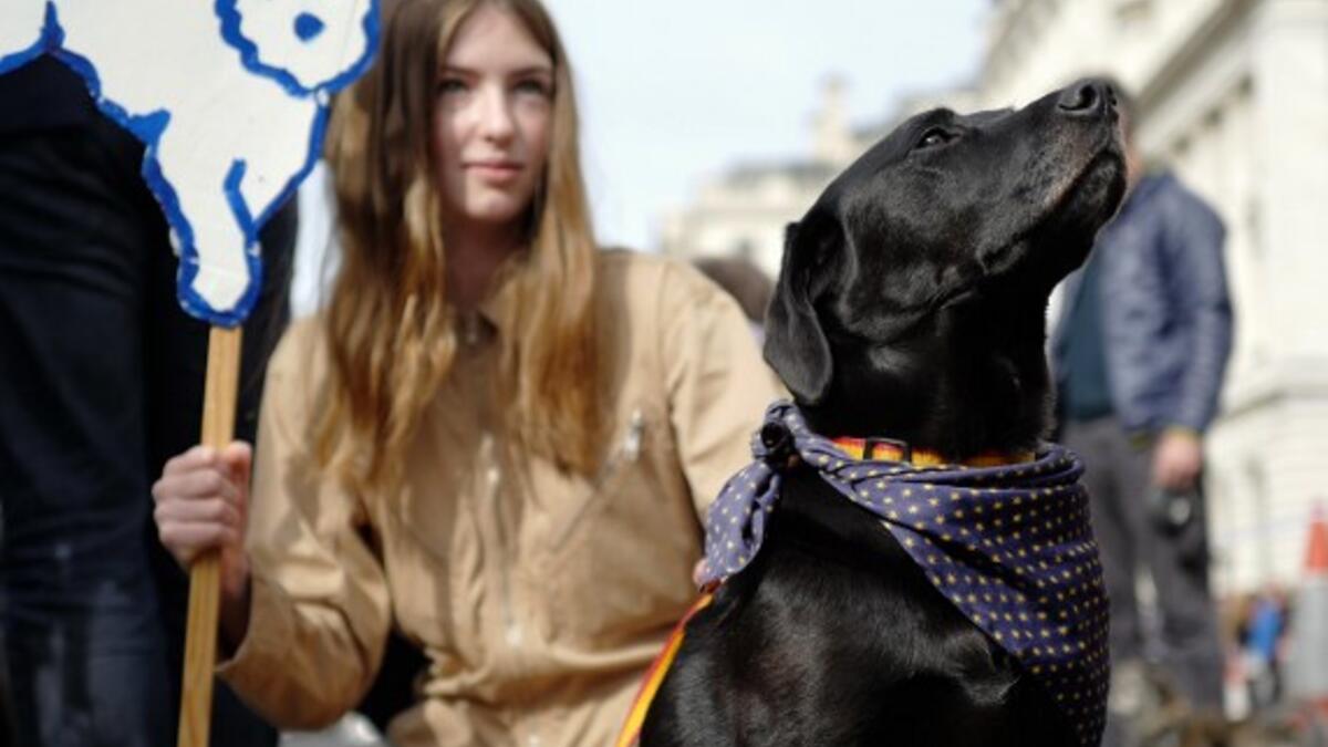 Dog owners and their pets gather before participating in a pro-EU, anti-Brexit march, calling for a "People's Vote on Brexit", in central London. (Tolga AKMEN / AFP)