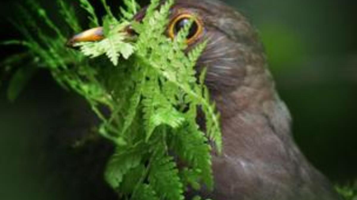 صورة التقطها آلان برايس لأنثى طائر الشحرور أثناء البحث عن أعشاب لبناء عش في مقاطعة ويلز البريطانية.