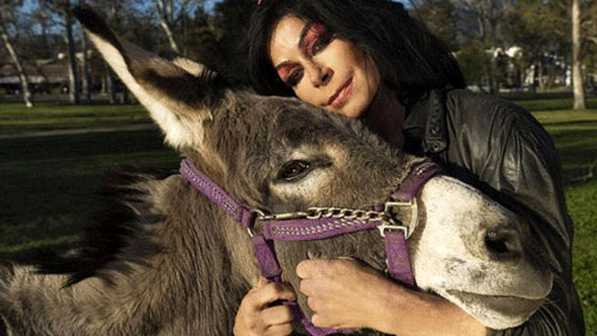 قصة حب من نوع شاذ استمرت لعامين وتوجت بالزواج هي قصة المرأة الأمريكية، التي قررت الزواج من حمارها المدلل