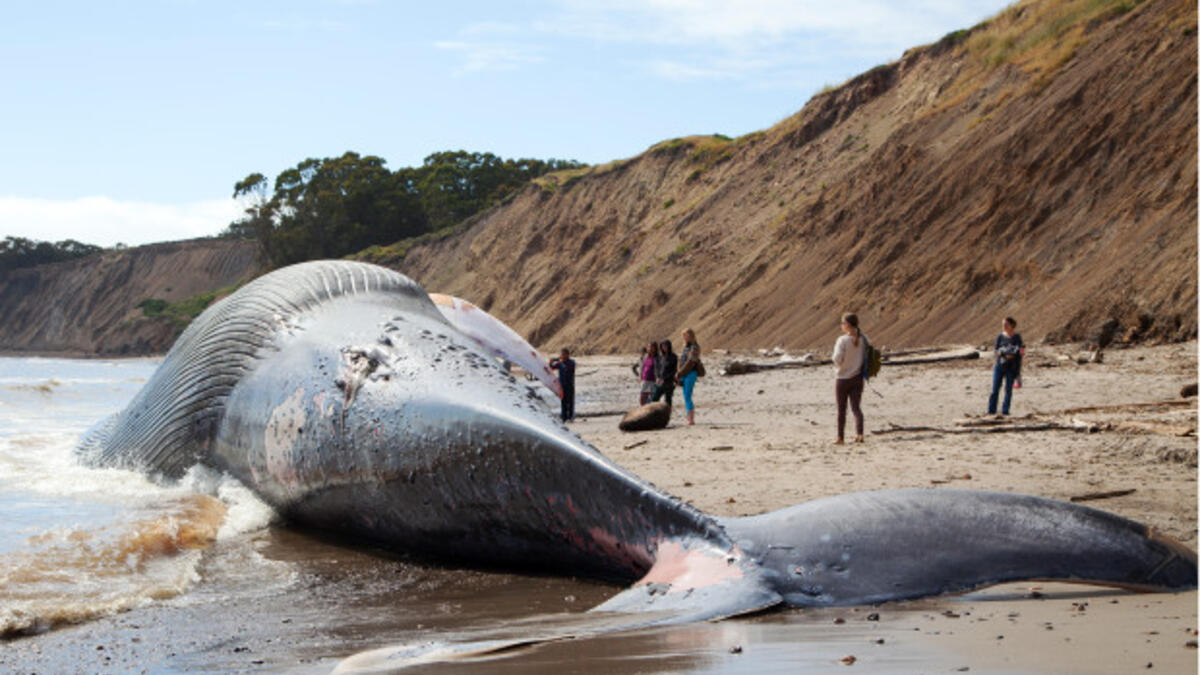 ويسود اعتقاد بأن مصمم اللعبة استوحى اسمها من إقدام الحوت الأزرق في بعض الحالات على "الانتحار"، وذلك باتجاهه إلى الشاطئ.