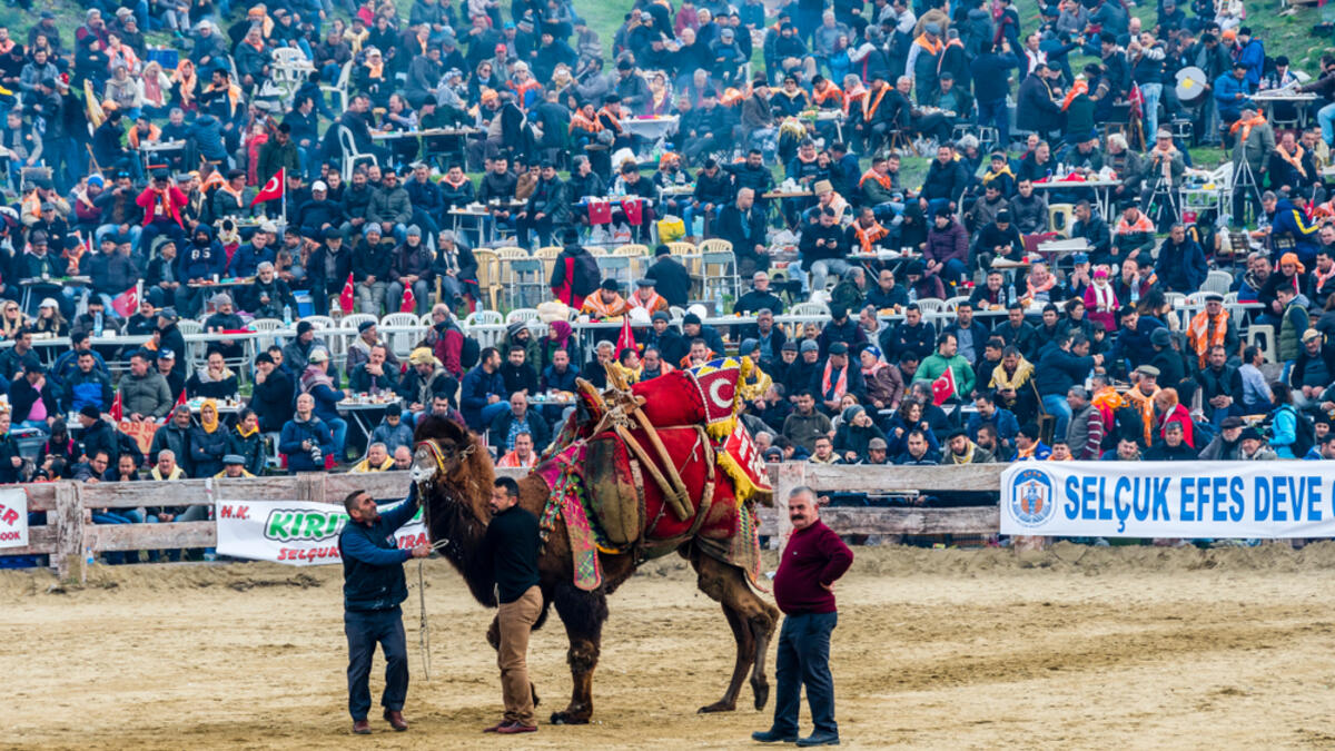People are watching camel wrestling in Selcuk Arena.
(Shutterstock/ File Photo)