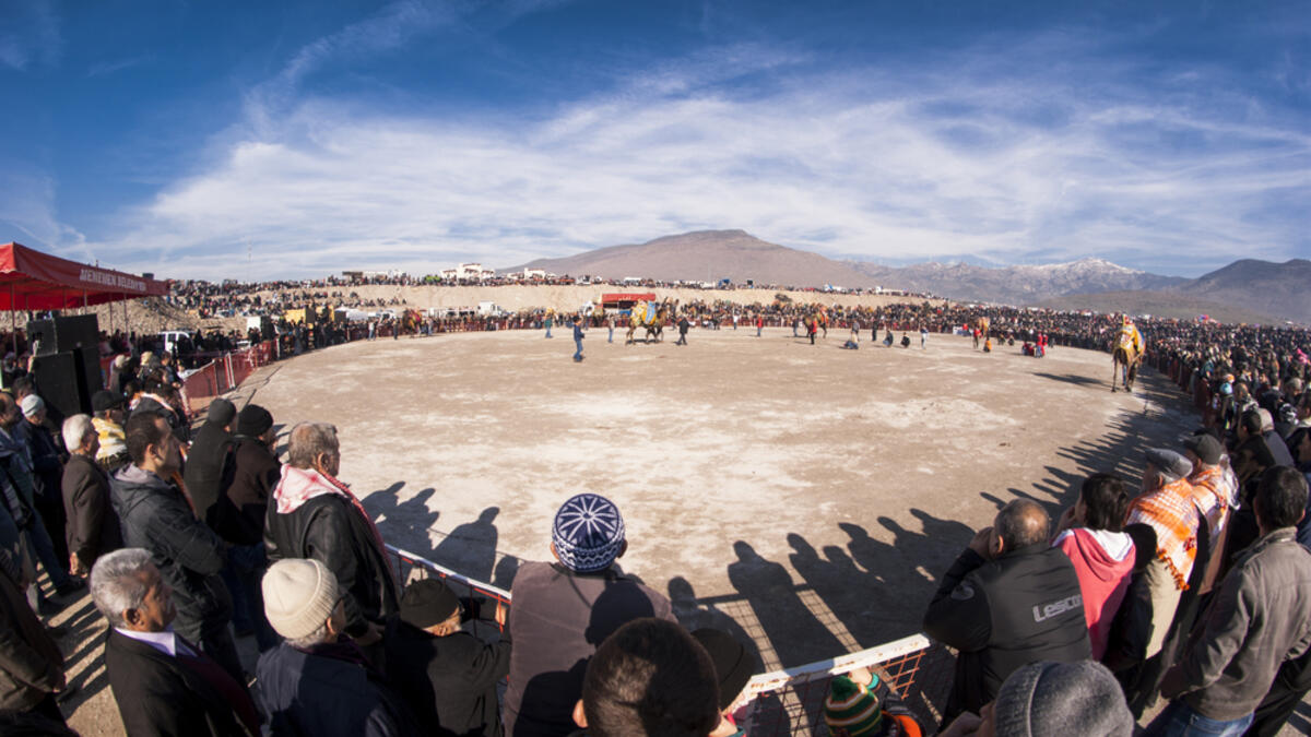 Camel wrestling at menemen Izmir. 
(Shutterstock/ File Photo)
