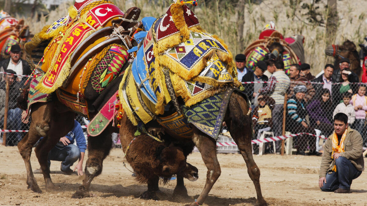 Traditional camel wrestling is very popular in Aegean Region of Turkey.
(Shutterstock/ File Photo)