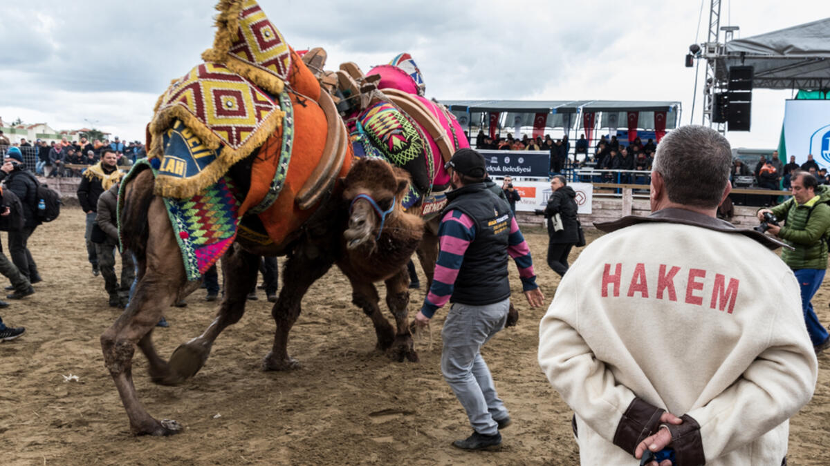 Camels are wrestling in the Selcuk Arena, Camel wrestling is popular tourist attraction in Turkey.
(Shutterstock/ File Photo)