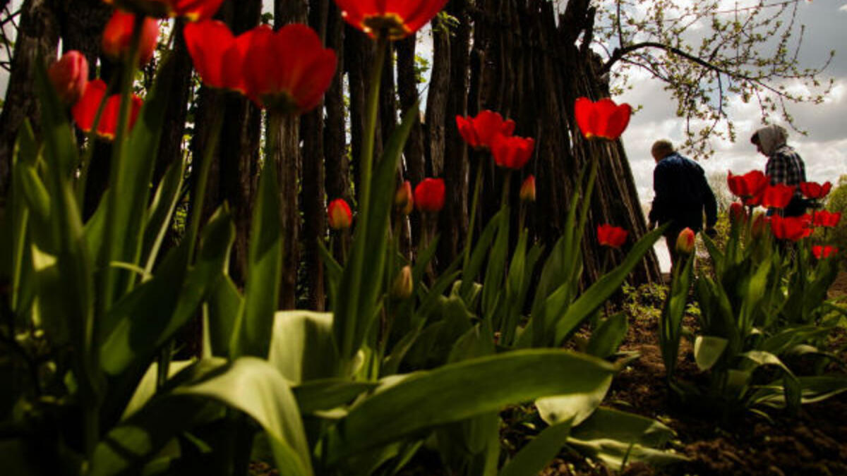 صورة بعنوان "البستان" للمصورة سفيتلانا تاراسوفا، روسيا