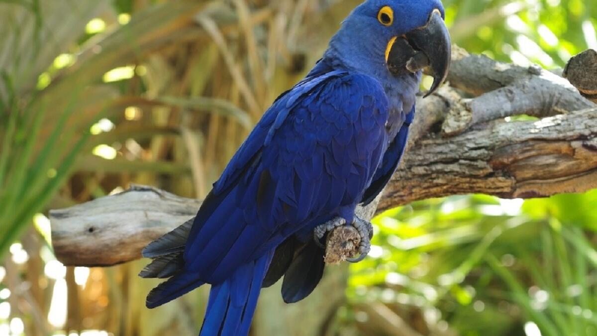 جامع فضلات الطيور: بعض سكان الريف يتقاتلون لجمع فضلات الطيور لأنها تعد سمادًا فائق الفعالية، وعادة تتوافر بكثرة في الكهوف.