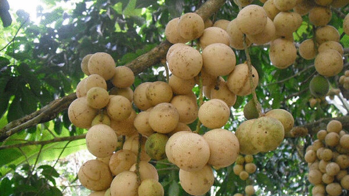 فاكهة الدوكو: تنبت في جنوب شرق أسيا لا يمكن تصديرها لأنه يتغير لونها بسرعة ويصبح أسود بعد يوم من قطفه