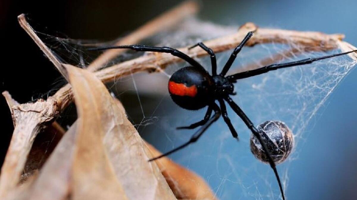 العناكب: تصوم أثناء فترة وضع البيض وحضانته، لكي تجهز السوائل اللازمة لتغذية صغارها بعد نفسها طبعًا عن طريق نشاط بعض الغدد الخاصة في فترة وضع البيض ولأن صغارها لا تستطيع رعاية نفسها فتتعلق فوق ظهر أمها لكي تتغذى منها.