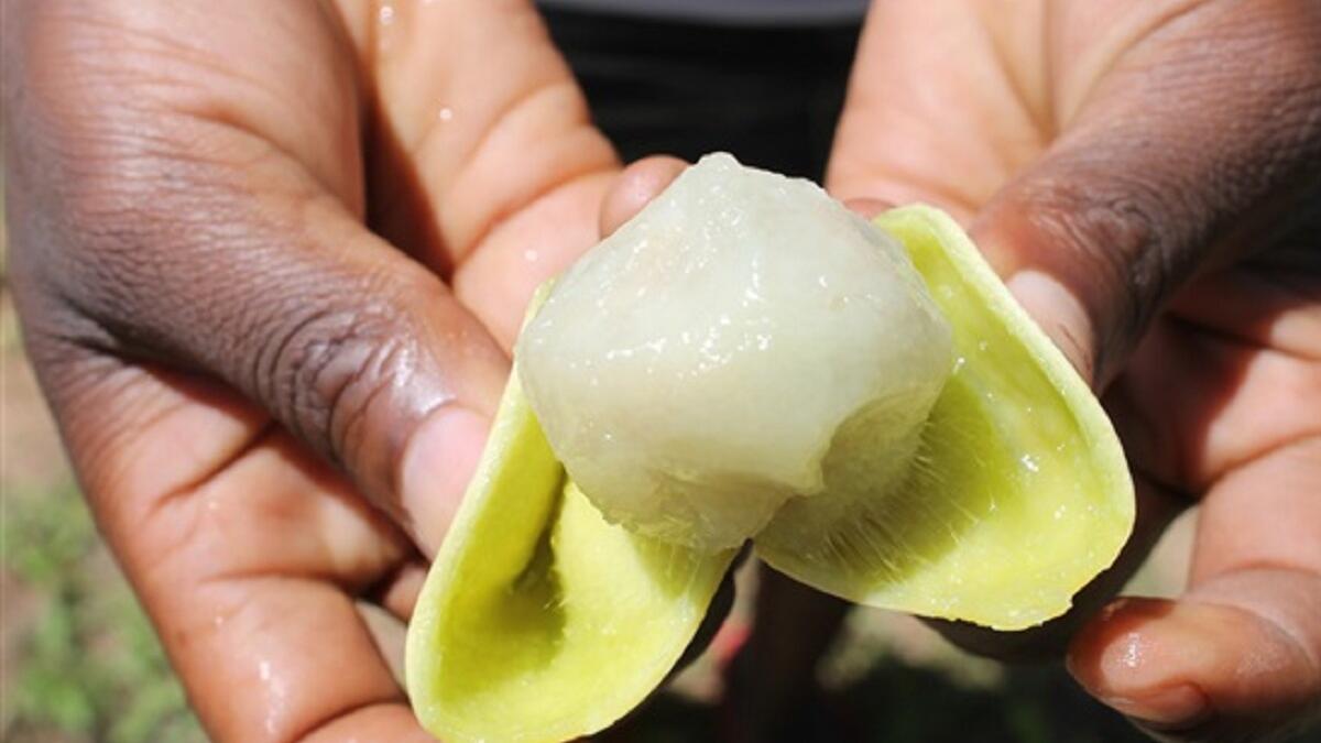 فاكهة المارولا: تزرع في وسط وجنوب أفريقيا، تحتوي على أثر كحولي، تستخدم في علاج الحروق وزيتها يستخدم في صناعة مواد التجميل