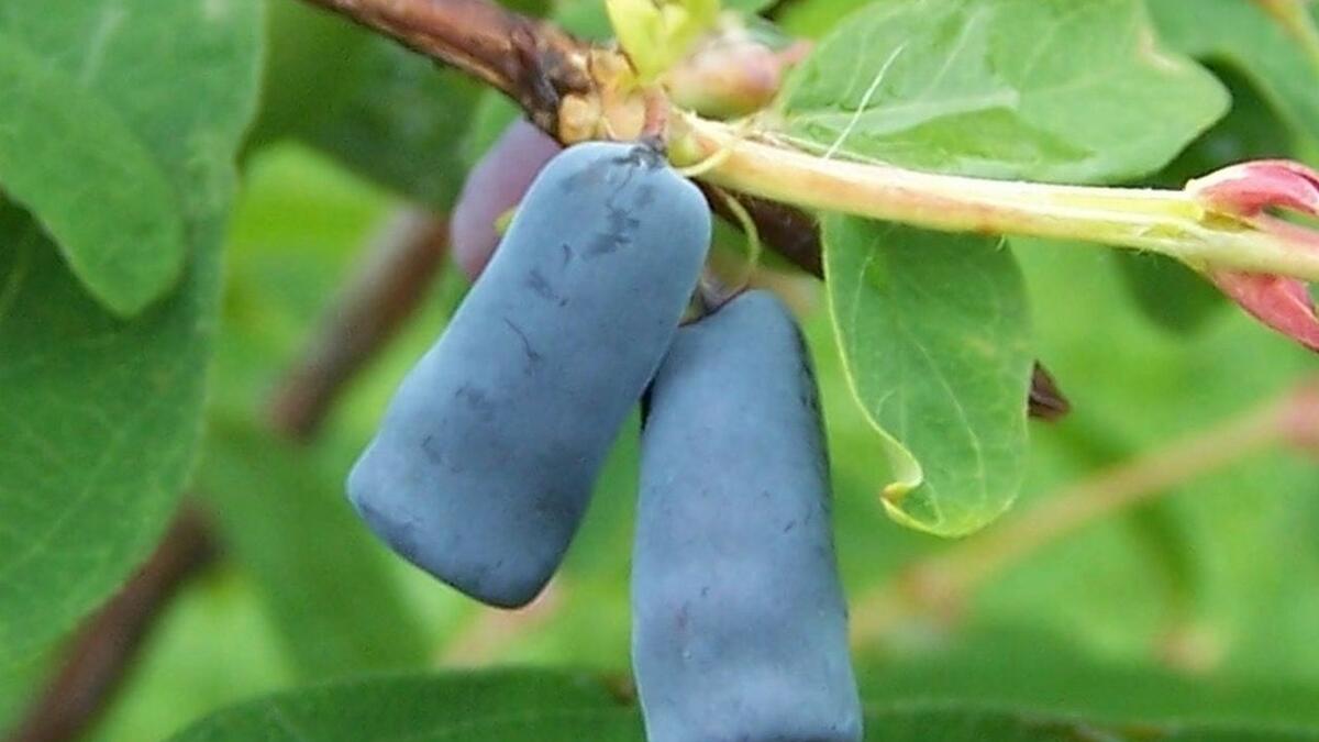 فاكهة البامبوزيا: أصلها في الهند والصين، الشجرة لديها خصائص طبية كثيرة، حيث تستخدم بذورها وأوراقها ولحاؤها في مختلف نظم العلاج البديل والطب الصيني.