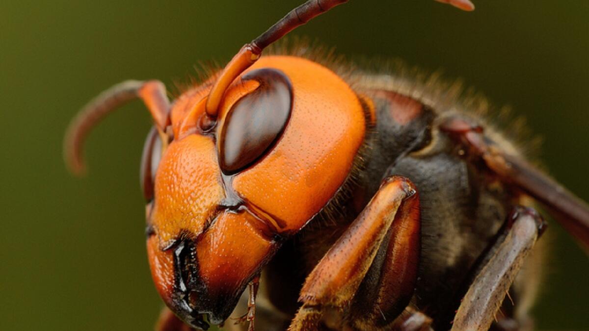 الدبور: لدى نمل النار لسعة قاتلة لبقية الحشرات إلا أن الدبابير تدخل بيوتها وتأكل اليرقات بسهولة، وبعد مراقبة تبين أن الدبابير تطلق رائحة كالنمل فلا تستطيع المدافعات عن العش تمييزه، ويدخل ويأكل ما يشاء من اليرقات ثم يخرج.