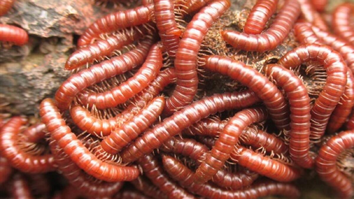 مربي الديدان: أي تربية الديدان لبيعها كطعوم للأسماك أو كمحسنات للأسمدة وهي مهنة مربحة حقًا، حتى وإن شابها الكثير من العفن.