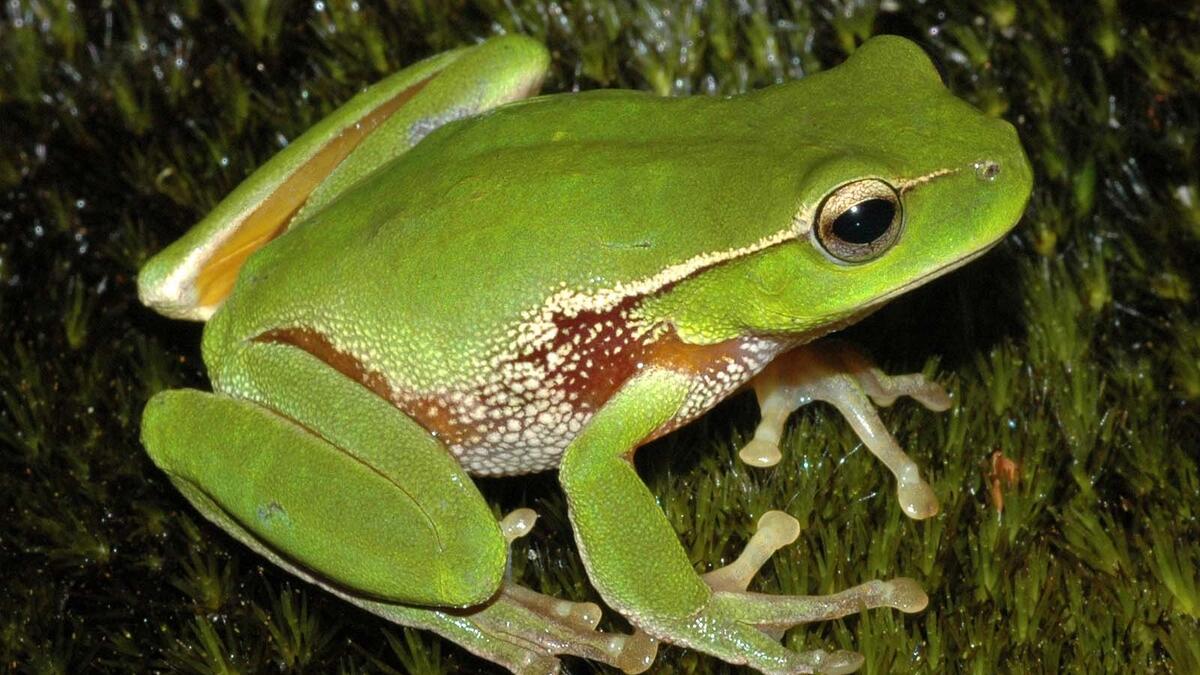 الضفادع: في الشتاء تختزن طعامًا هائلًا في معدتها فيصبح وزنها ثلاثة أضعاف، فتدخل في حالة من السبات لدرجة التجمد مثلها مثل الجليد حتى ينتهي فصل الشتاء فيبدأ سريان الدم والتدفق في جسمها المتجمد فتخرج من السبات إلى الحياة .