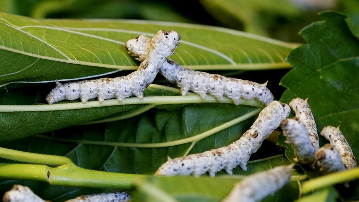 دودة القز: تأكل ورق التوت لمدة 5 أيام حين تفقس من البيض ليكبر جسدها بسرعة وتتخلص من جلدها القديم، ثم تصوم لمدة يومين حتى يثبت جلدها الجديد.