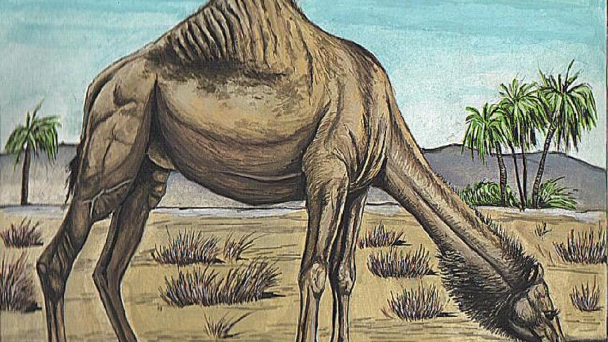 استقبل الأنصار النبي حيث كانوا يخرجون كل يوم ينتظرونه، فإذا اشتد حر الشمس رجعوا إلى منازلهم، فلما كان يوم 12 ربيع الأول خرجوا فلما حمي الشمس رجعوا، فصعد رجل من اليهود ، فرأى النبي محمد وأصحابه فقال: «يا بني قيلة! هذا صاحبكم قد جاء هذا جدكم الذي تنتظرونه»