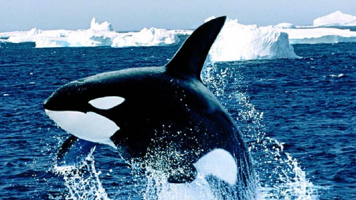 امتلاك حوت: لا يمكن للمواطن في بريطانيا أن يدعي بأنه يملك حوتًا في البحر، وينطبق هذا القانون على الحيتان والدلافين وسمك القرش وسمك الحفش وخنازير البحر داخل دائرة نصف قطرها 3 أميال من الشاطئ البريطاني.